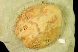 Sea Urchin (Lovenia) Fossil on Sandstone - Beaumaris, Australia #144387-1